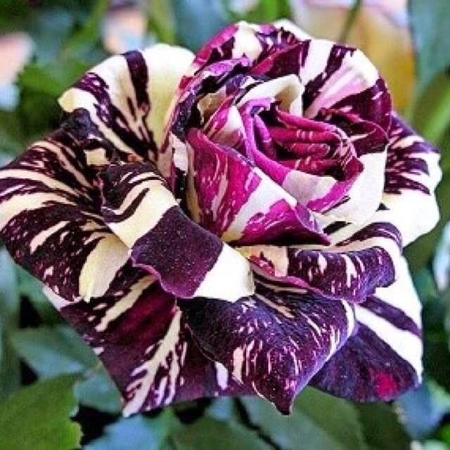 15 Seeds- Tiger Stripes Rose Flower Seeds - Rosa Seeds Rose - Grow